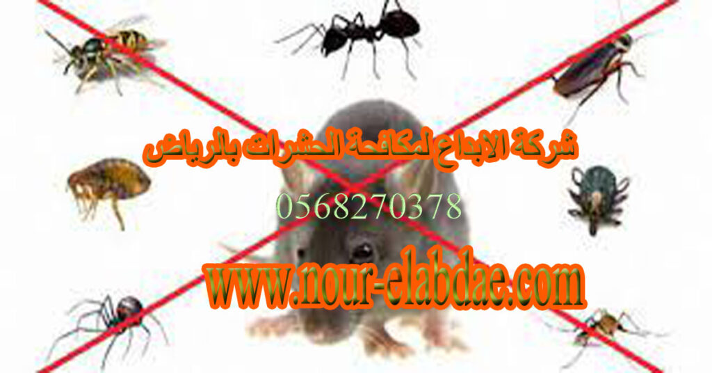 شركة مكافحة الحشرات بالرياض